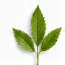 Icono de una hoja verde que representa la naturalidad
